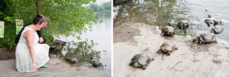 Turtles in Central Park 
