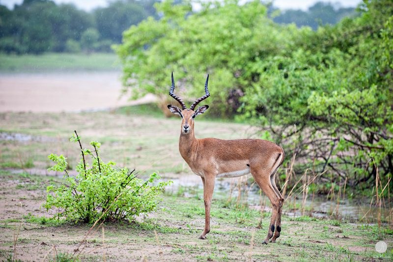 Safari Photos Zambia