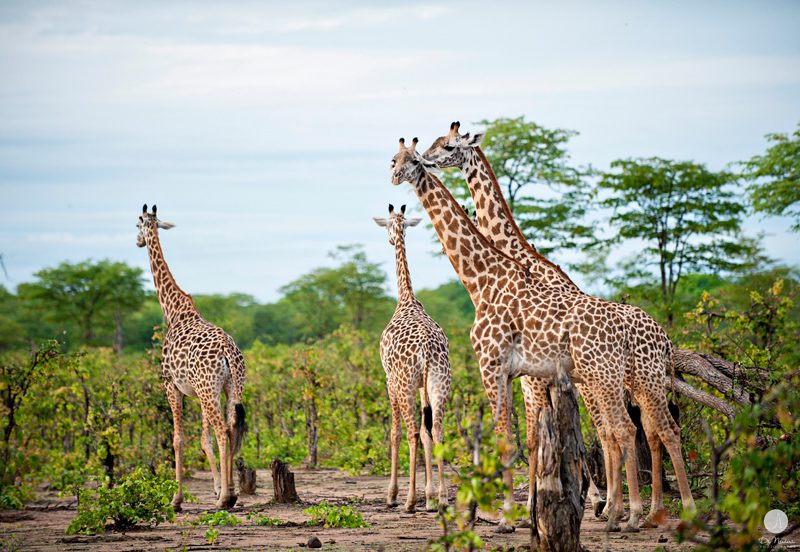 Giraffes South Luangwa National Park 