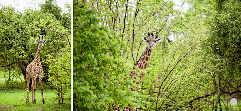 Giraffe Photos African Safari