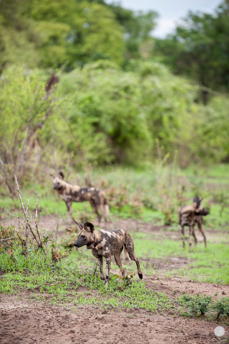 Wild Dogs on Safari