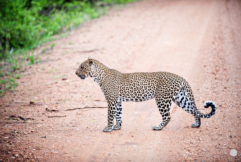 Leopards in Africa