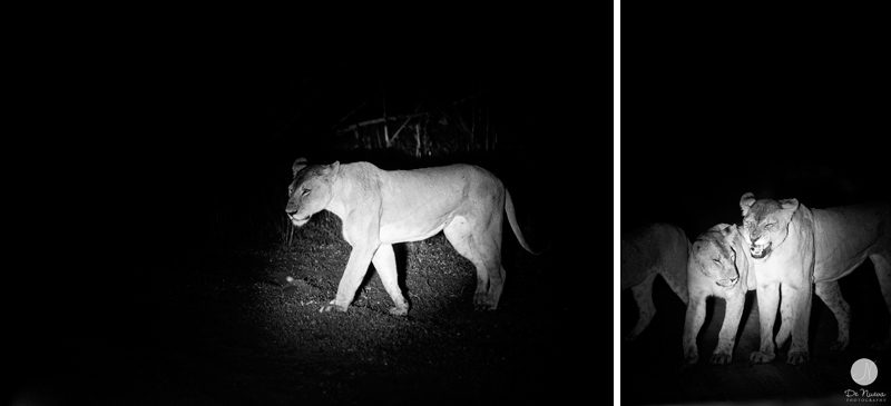 Lions on Night Safari