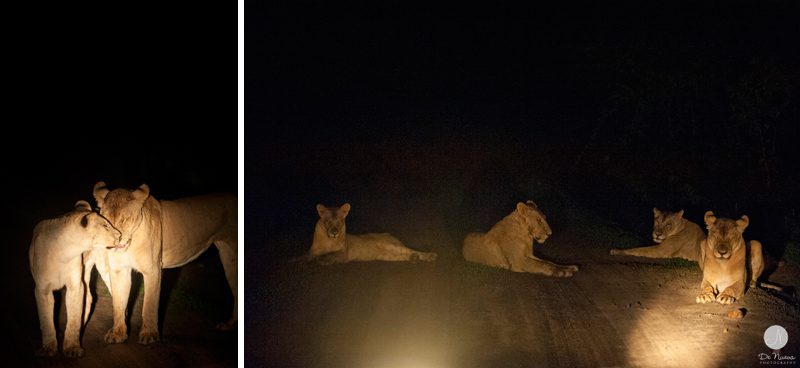 Lions in South Luangwa