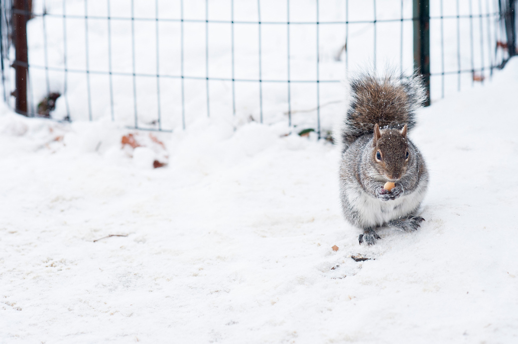 Squirrels Central Park 