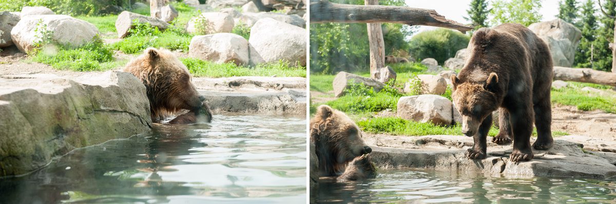 Grizzly Bear Minnesota Zoo