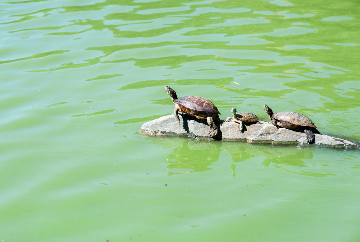 Central Park Turtles
