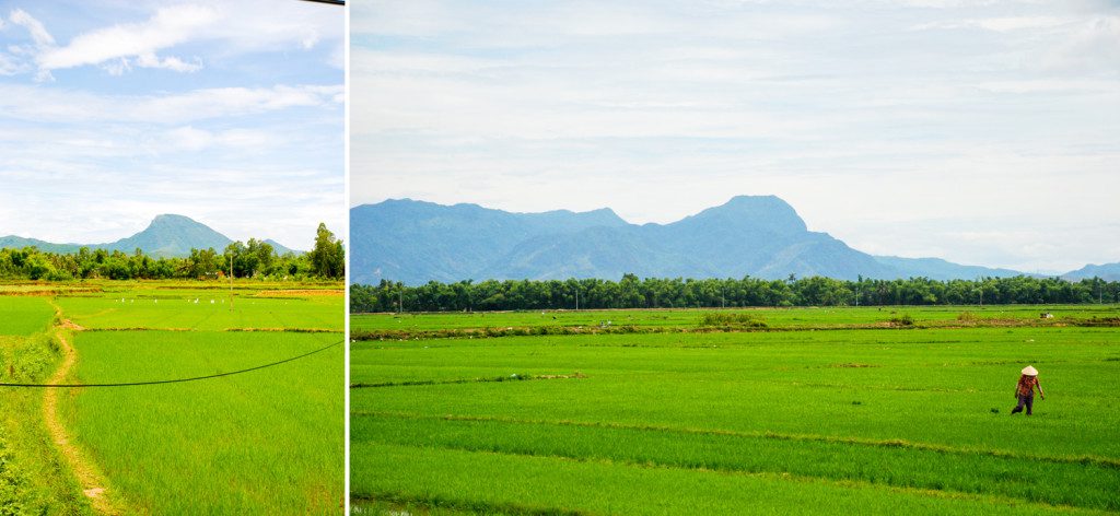 Hoi An Rice Fields